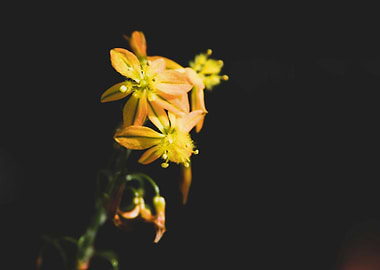 Bulbine flowers