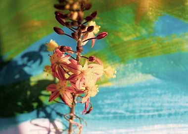 Bulbine on brush strokes