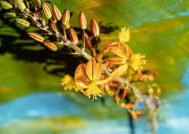 Bulbine on brush strokes