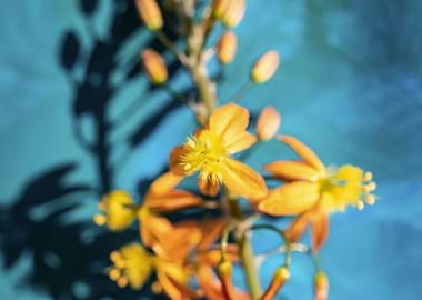 Bulbine on brush strokes