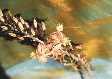 Bulbine on brush strokes