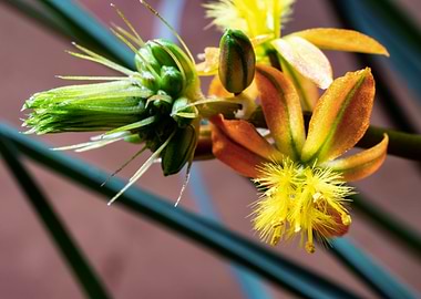 Bulbine flowers