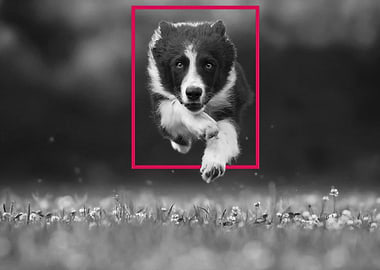 Dog Jumps Over the Frame