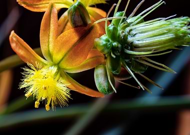 Bulbine flowers