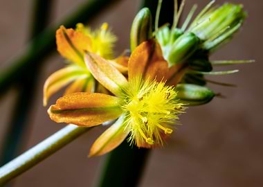 Bulbine flowers