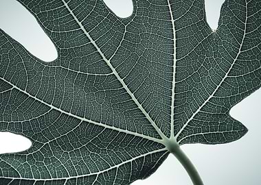 Leaf Texture 2 Color