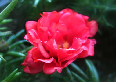 The Red Flower