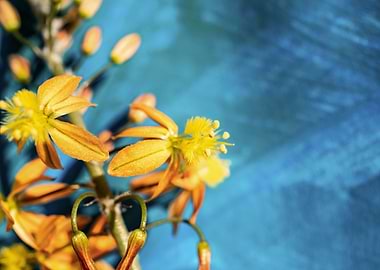 Bulbine on brush strokes