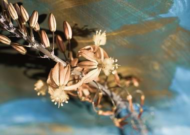 Bulbine on brush strokes