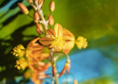 Bulbine on brush strokes
