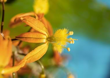 Bulbine on brush strokes