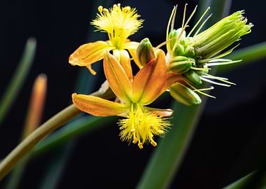 Bulbine flowers