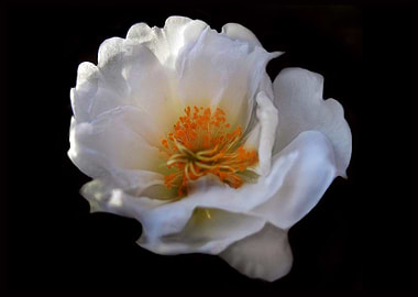 White Summer Flower 1