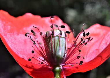 Macro Poppy