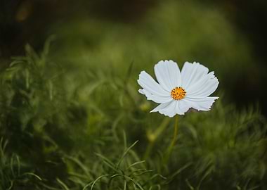 White Flower