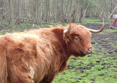 Scottish Highland cattle