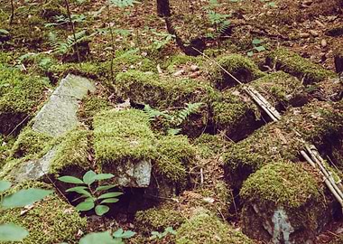 Forest Moss