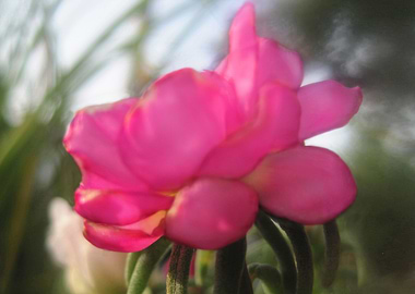 Pink Summer Beauty 1