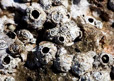 Sea rocks fine art prints