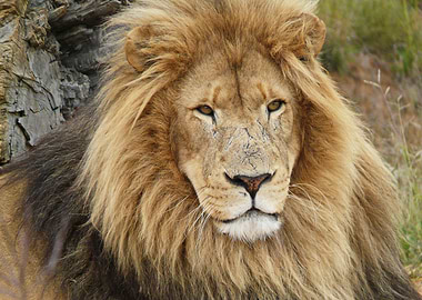 Lion Male 1180494