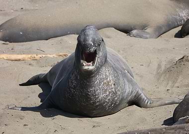 Elephant Seal