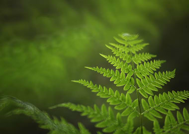 Fern