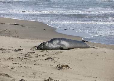 Elephant Seal