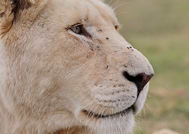 White Lioness 9169