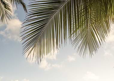 Palm Leaves