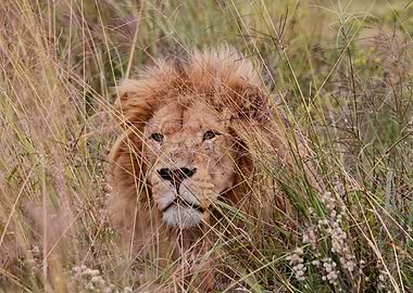 Lion Male in the gras