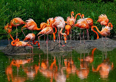 Flamingo Reflections