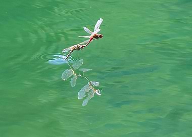 two dragonfly on plant