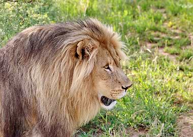 Lion Male 2455