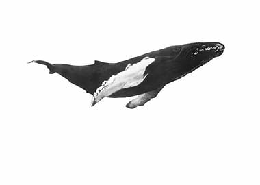 I wish I was a whale 2