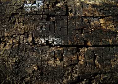 Dark stump texture