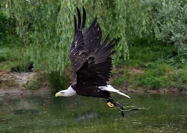 Bald eagle