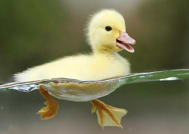 DUCK
