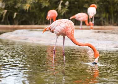 Flamingo in the water