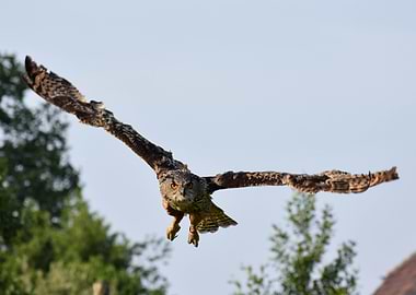 Flying Owl