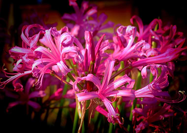 Pink Nerine