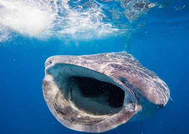 Whale Shark Feeds