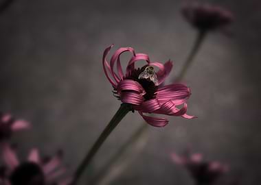 Dark Flower