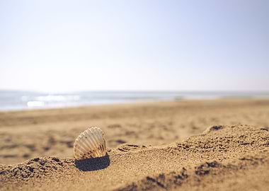 Seashell by the sea