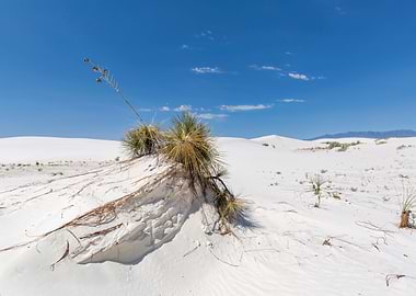 White Sands Landscape
