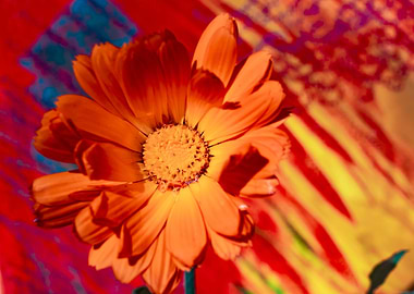 Marigold for Art