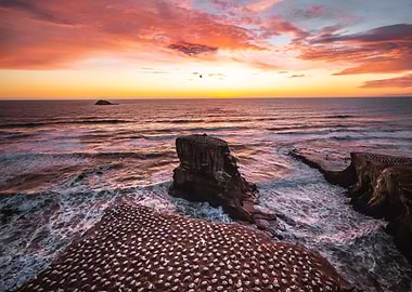 Muriwai beach Gannets