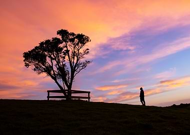 Lone man and tree