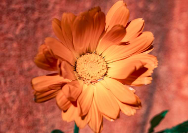 Marigold for Art
