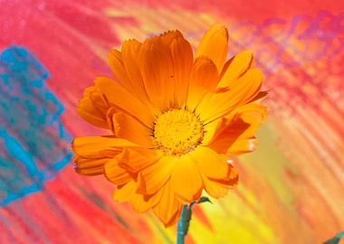 Marigold for Art