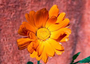 Marigold for Art